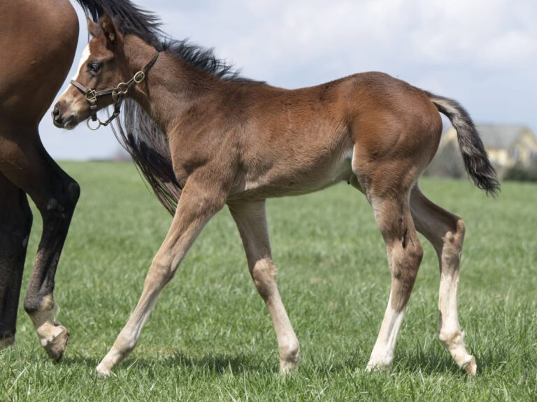 Filly o/o Jean V's Legacy at 37 days old | Bred by Stoneriggs Farm | Kendall Wucker photo