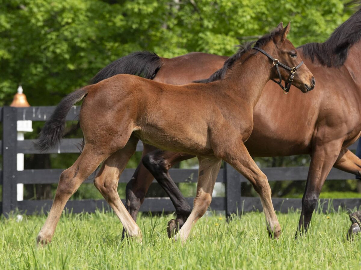 Colt o/o Love To Run at 71 days old | Bred by Jeff Ramey | Kendall Wucker photo