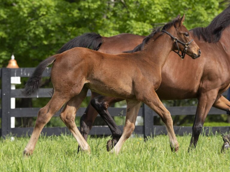 Colt o/o Love To Run at 71 days old | Bred by Jeff Ramey | Kendall Wucker photo