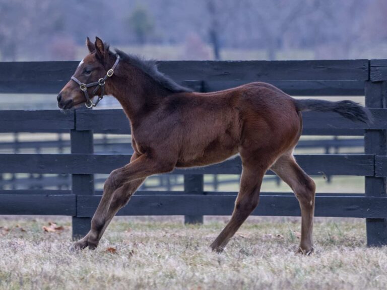 Filly o/o Lovely Magic at 45 days old | Bred by Green Lantern Stables | Kendall Wucker photo