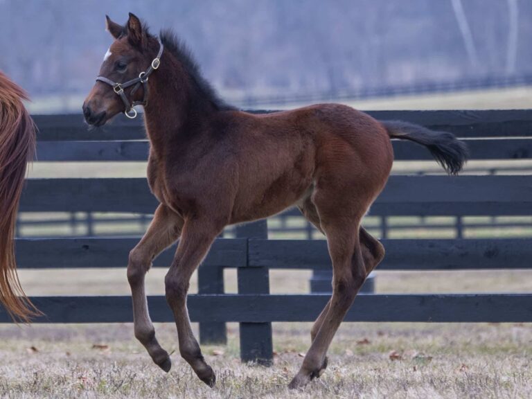 Filly o/o Lovely Magic at 45 days old | Bred by Green Lantern Stables | Kendall Wucker photo