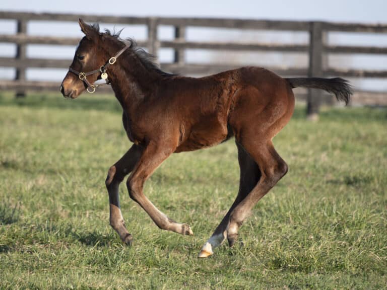 Colt o/o Missy P. at 45 days old | Bred by Spendthrift Farm | Kendall Wucker photo