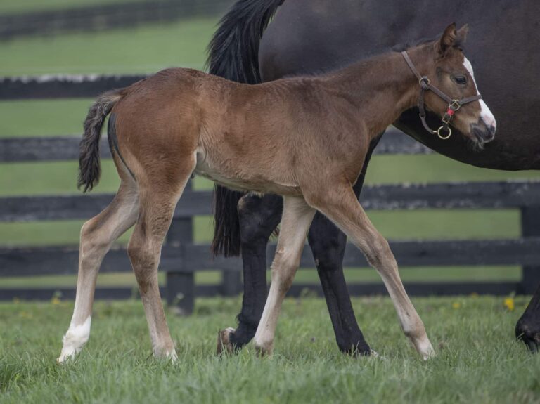 Filly o/o Queen Medb at 30 days old | Bred by Stoneriggs Farm | Kendall Wucker photo