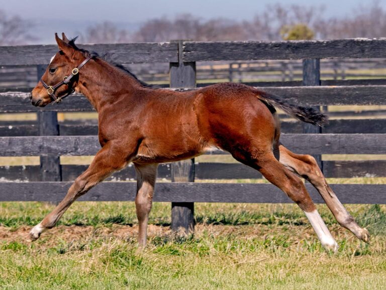 Colt o/o Rapturous at 39 days old | Bred by South Gate Farm | Kendall Wucker photo