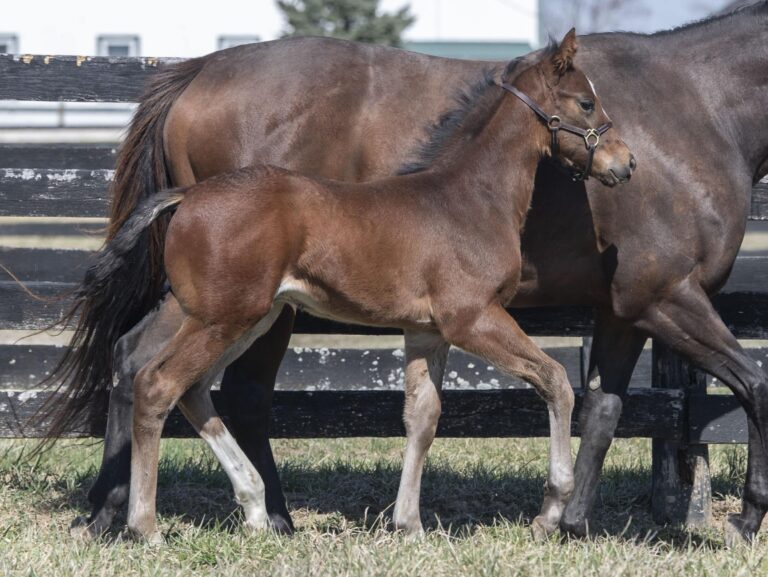 Colt o/o Rapturous at 39 days old | Bred by South Gate Farm | Kendall Wucker photo