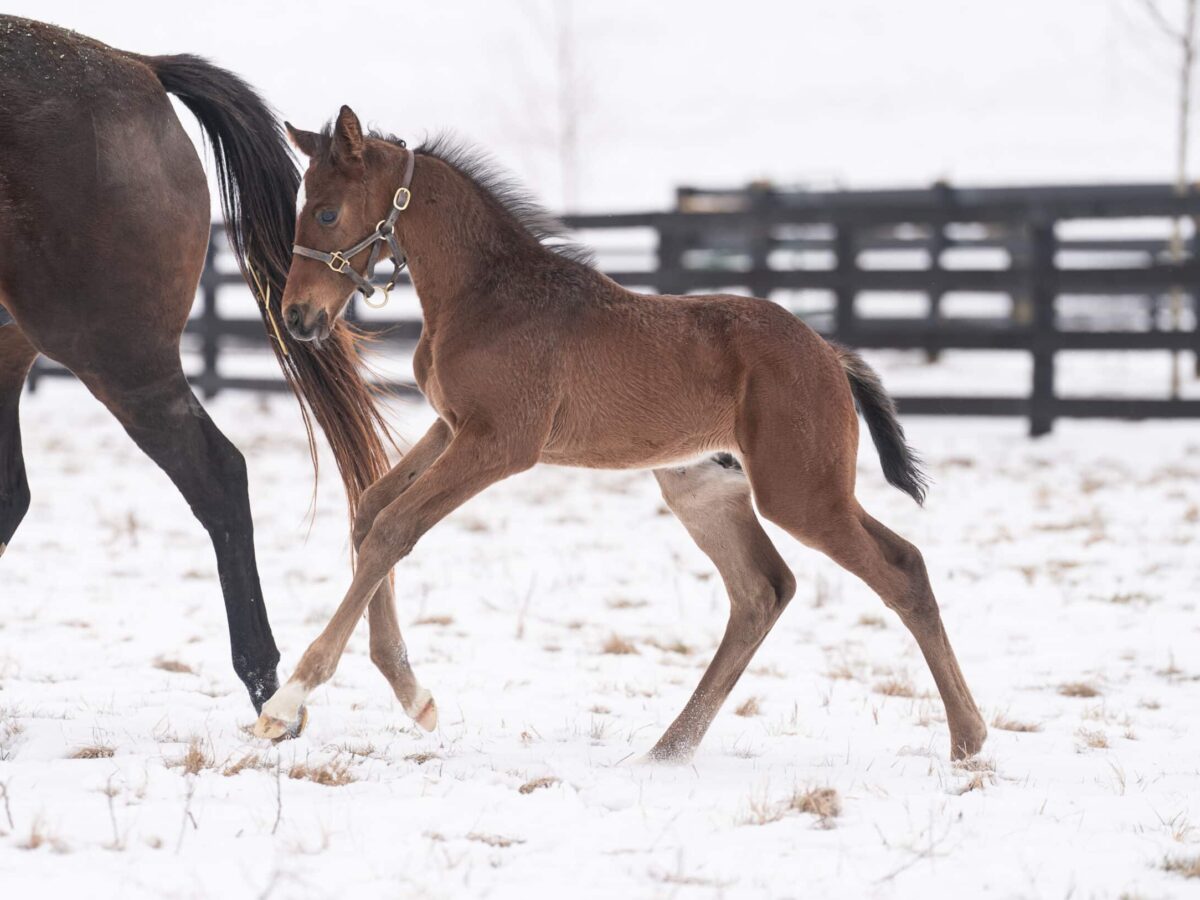 Colt o/o Roxy Gap at 25 days old | Bred by Blue Heaven Farm | Nicole Finch photo