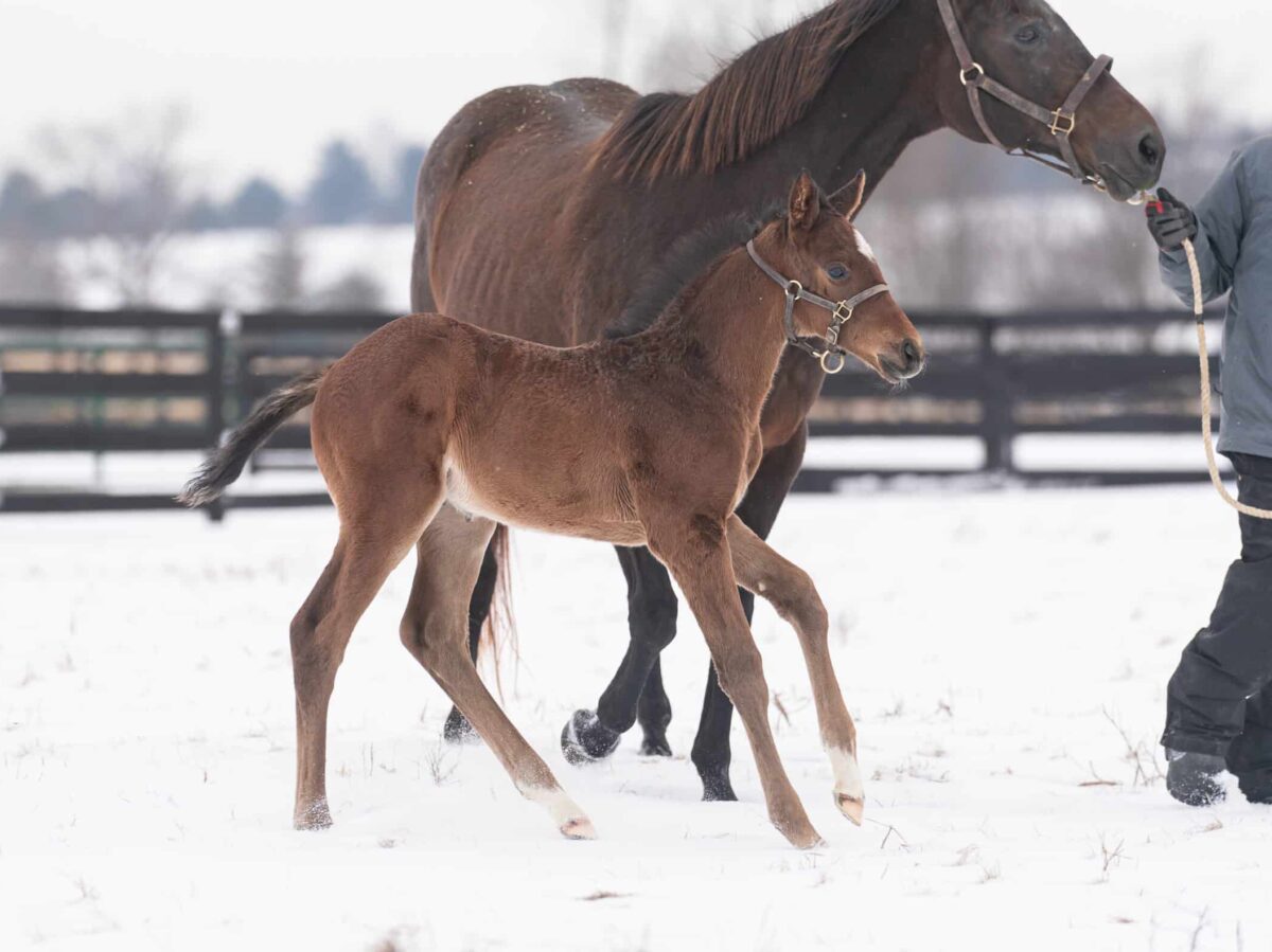 Colt o/o Roxy Gap at 25 days old | Bred by Blue Heaven Farm | Nicole Finch photo