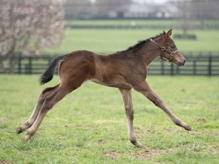 Colt o/o Shanghai Starlet at 19 days old | Bred by Mulholland Springs | Kendall Wucker photo