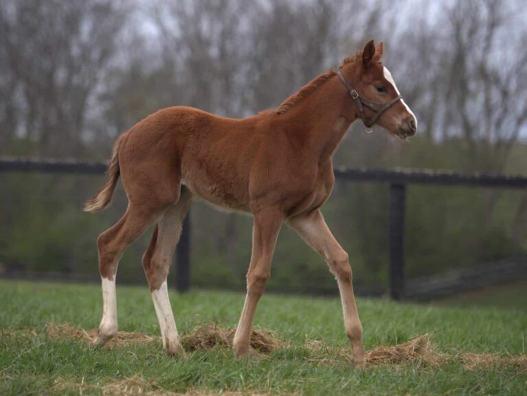 Filly o/o Six Ornaments at 37 days old | Bred by Machmer Hall | Kendall Wucker photo