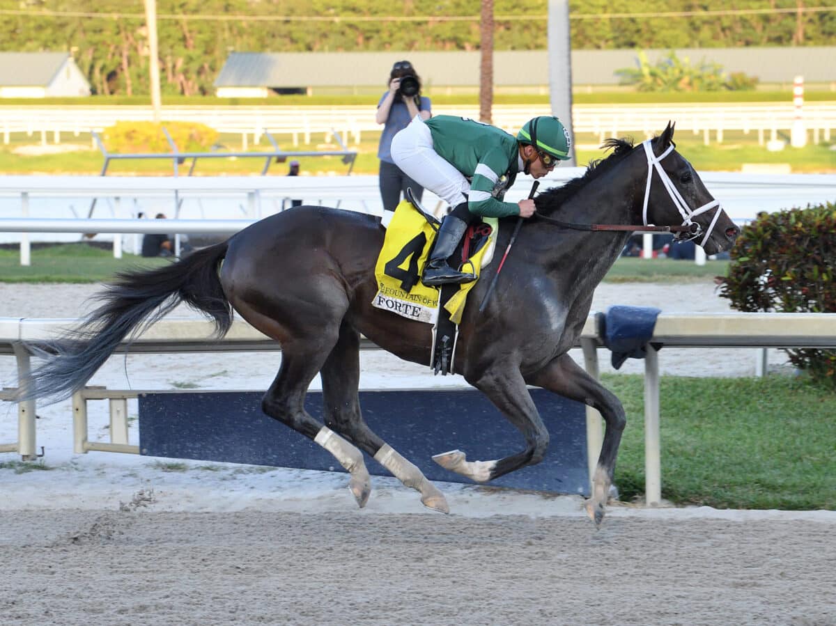 Forte | 2023 Fountain of Youth-G2 | Coglianese photo