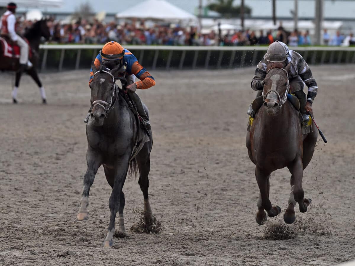 Forte | 2023 Florida Derby-G1 | Coglianese photo