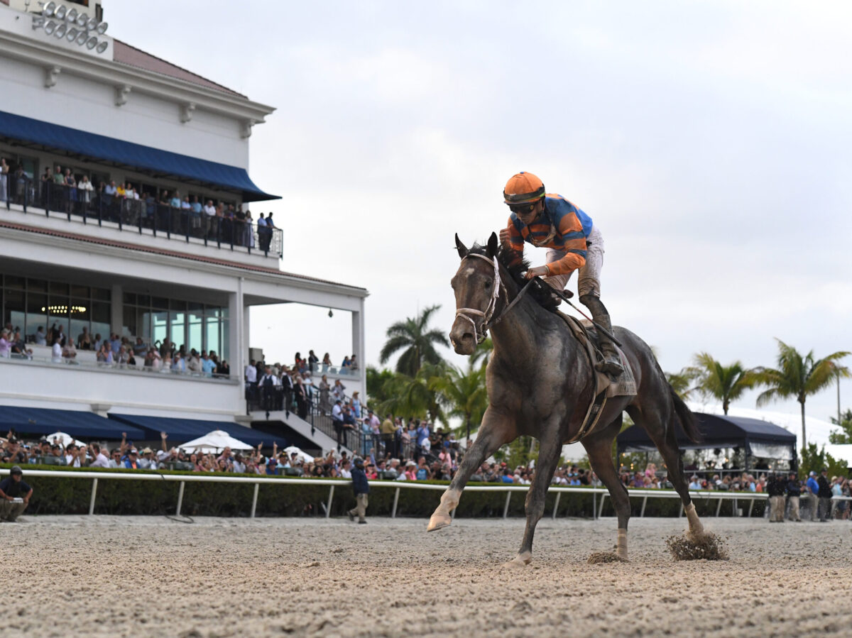 Forte | 2023 Florida Derby-G1 | Coglianese photo