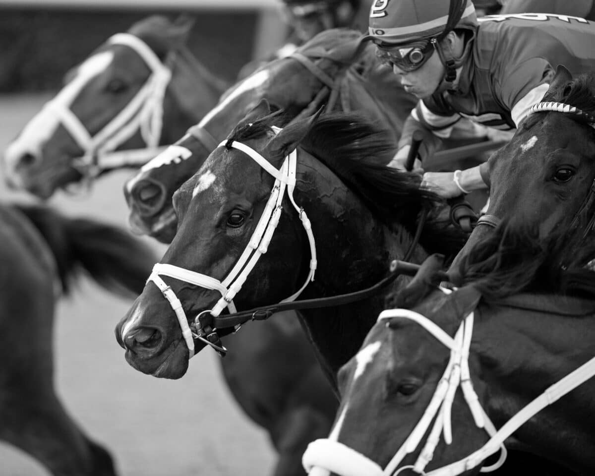 Forte | 2023 Fountain of Youth-G2 | Coglianese photo