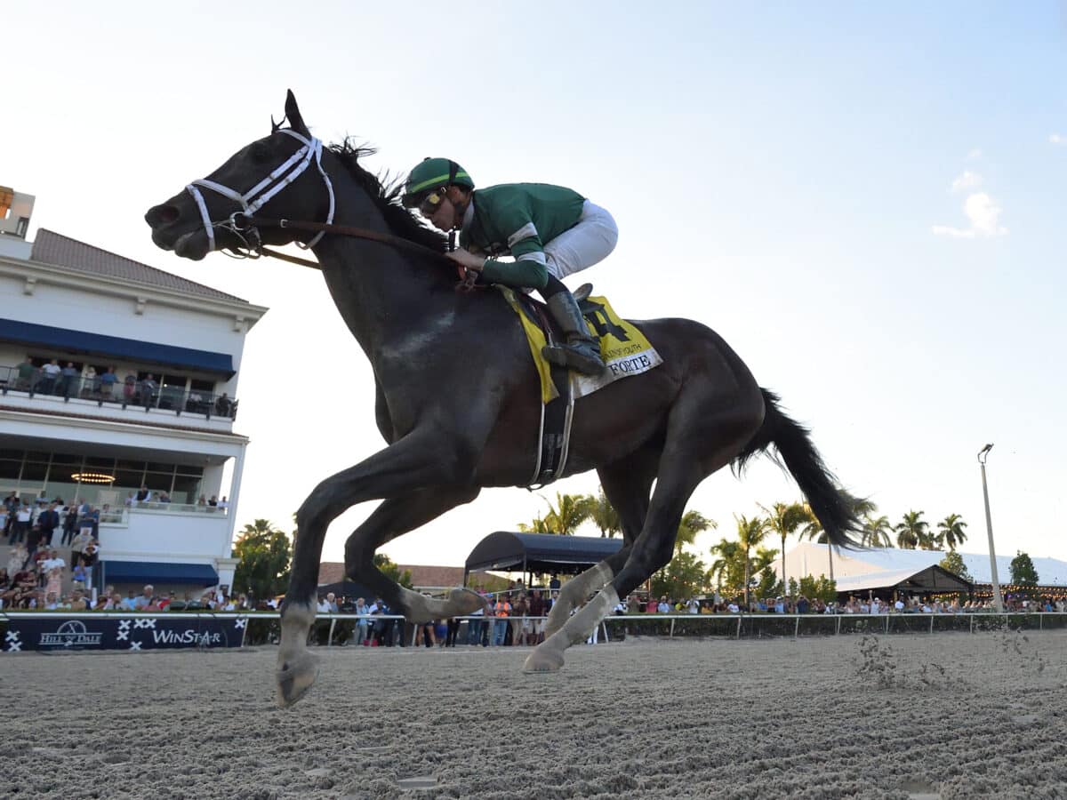 Forte | 2023 Fountain of Youth-G2 | Coglianese photo