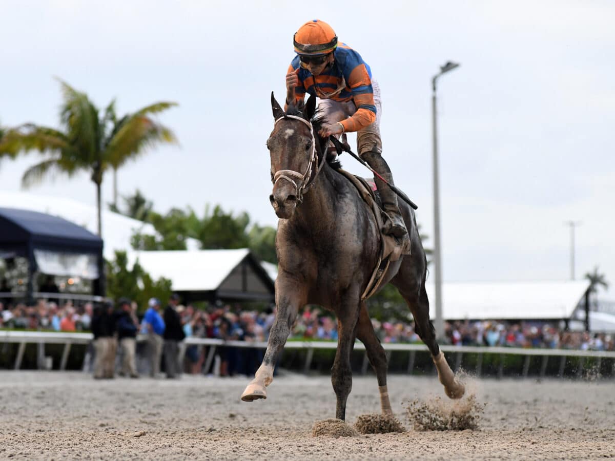 Forte | 2023 Florida Derby-G1 | Coglianese photo