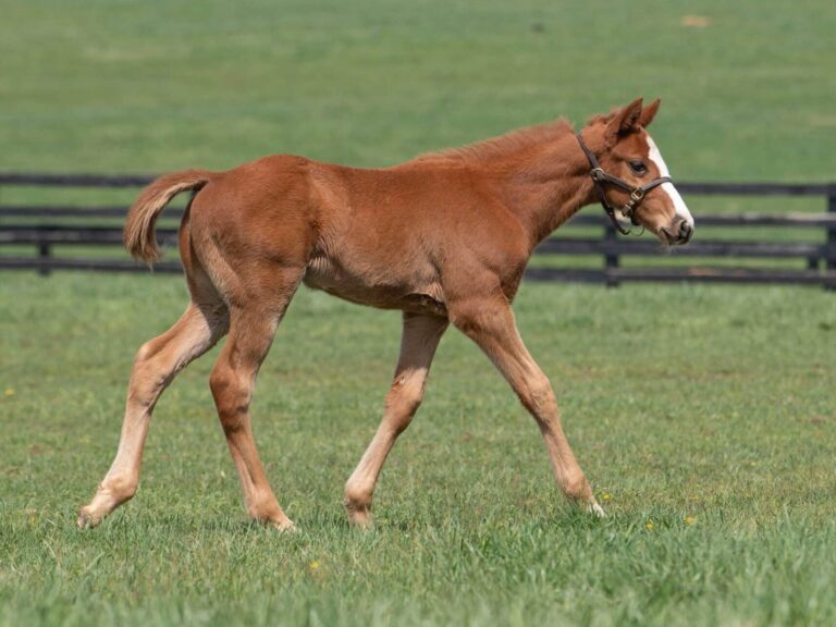 Colt o/o Like A Queen at 41 days old | Bred by Stoneriggs Farm | Kendall Wucker photo