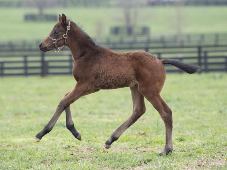 Colt o/o Miss Maia at 28 days old | Bred by Mulholland Springs | Kendall Wucker photo
