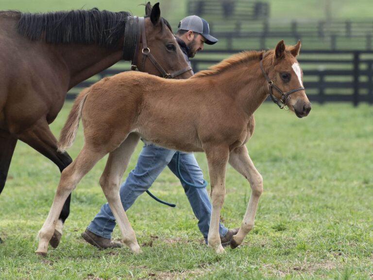 Filly o/o Resolana at 75 days old | Bred by Carlos Rafael | Kendall Wucker photo