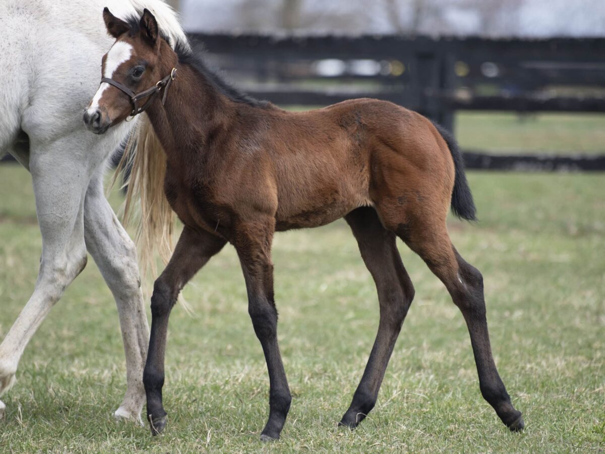 Filly o/o She's Trouble at 37 days old | Bred by Daniel Mallory & Torie Gladwell | Kendall Wucker photo