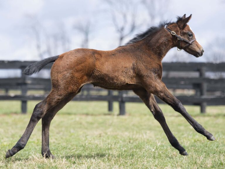 Filly o/o She's Trouble at 37 days old | Bred by Daniel Mallory & Torie Gladwell | Kendall Wucker photo