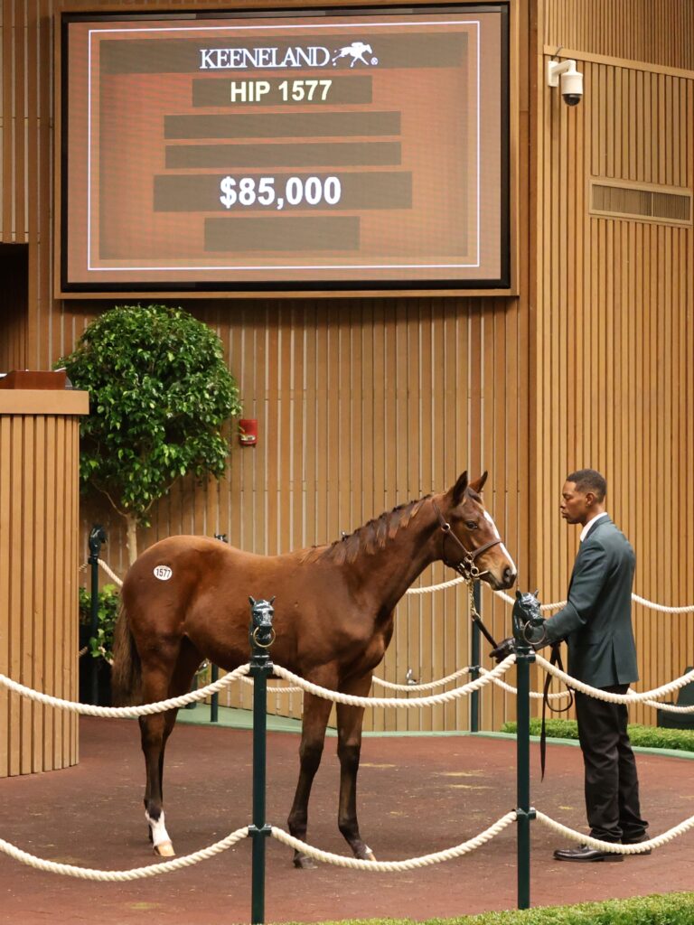 $85,000 weanling at KEENOV | Filly o/o Delavie | Purchased by Mark E. Russell | Z photo