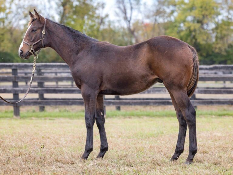 $80,000 weanling at KEENOV | Colt o/o Woodland's Lioness | Purchased by Hidden Brook, agent