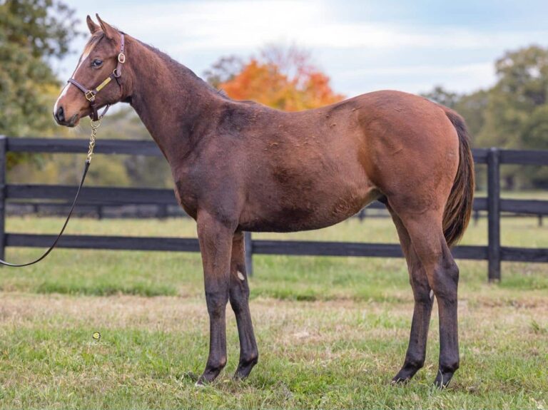 $90,000 weanling at KEENOV | Colt o/o Adore | Purchased by CTR