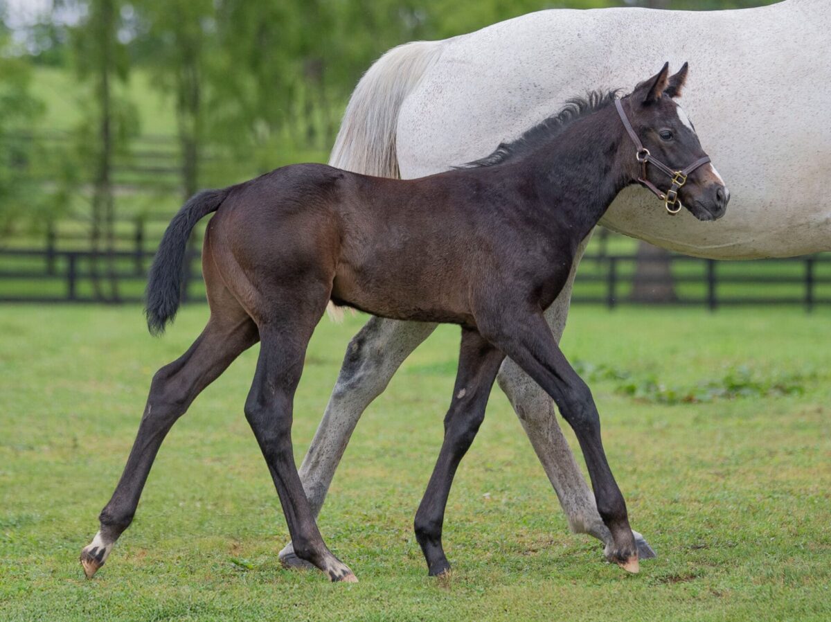 Colt o/o Ascot Girl  at 34 days old | Bred by Laurel Glen Farm, Respect the Valleys & Brian Turman | Kendall Wucker photo