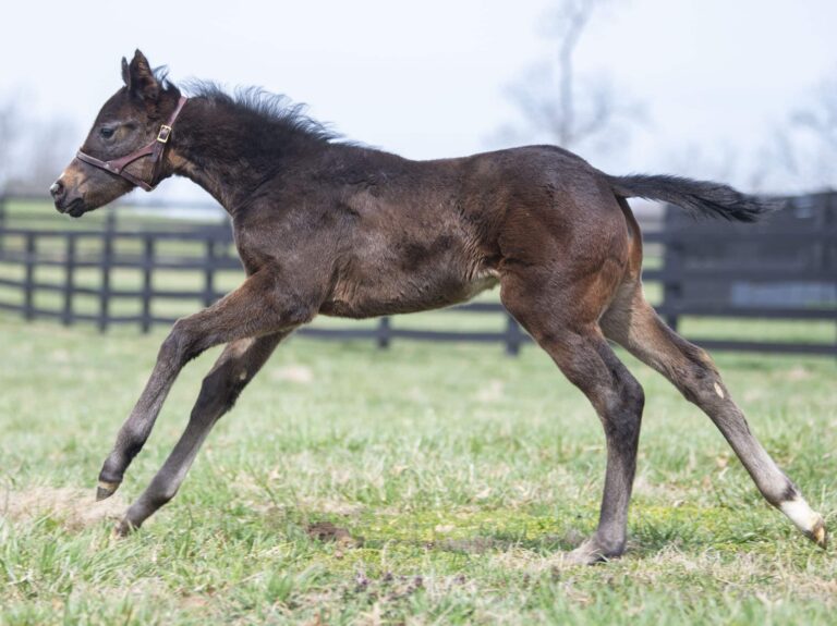 Filly o/o Big Time Lady at 36 days old | Bred by Mahoney Eden Manor & Dark Horse Racing Stable | Kendall Wucker photo