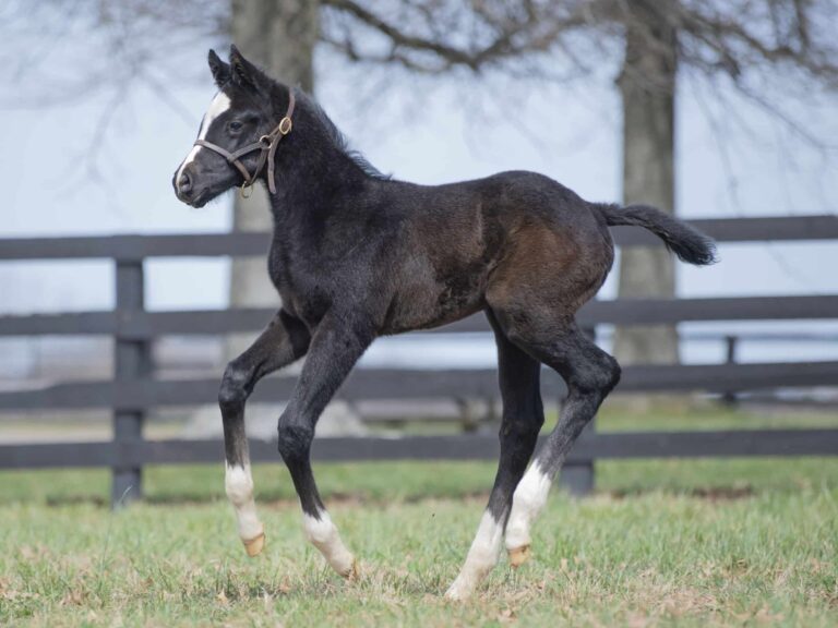 Colt o/o Blue Dahlia at 13 days old | Bred by Sally Thomas | Kendall Wucker photo