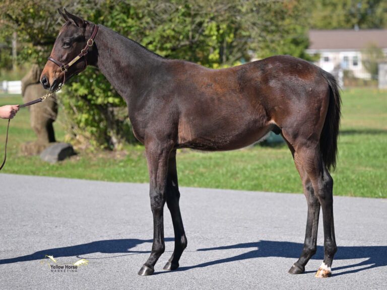 $75,000 weanling at F-T Sar. Fall | Colt o/o Sense of Grace | Purchased by Mahmud Mouni