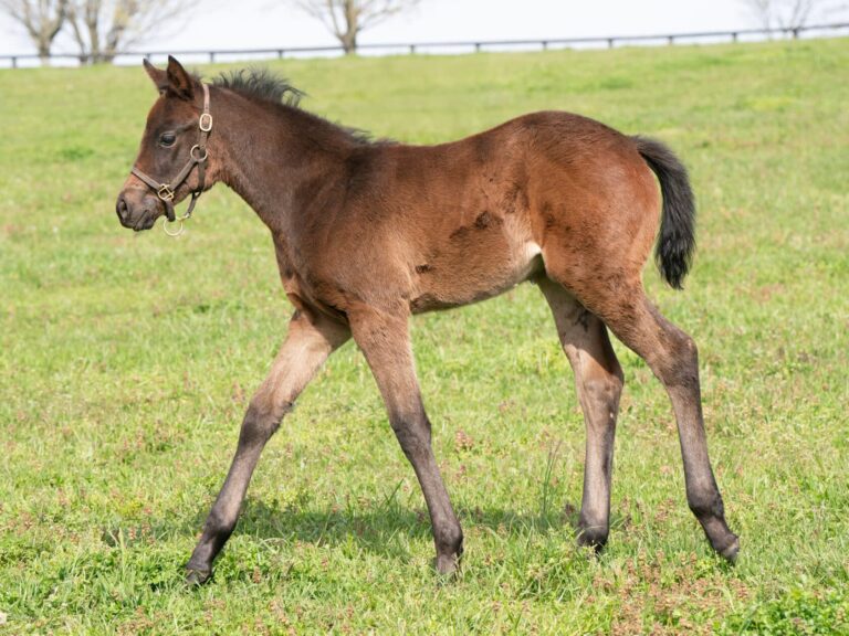 Filly o/o Grace and Charm at 29 days old | Bred by Nicky Drion Thoroughbreds & Kindred Stables | Mathea Kelly photo