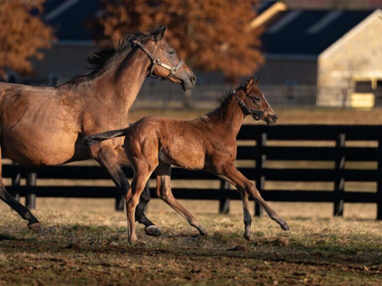 Filly o/o I Love Nola at 39 days old | Bred by Rattner Bloodstock | Nicole Finch photo
