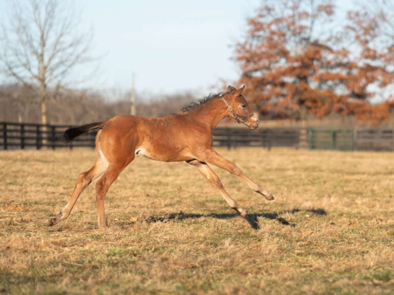 Filly o/o I Love Nola at 39 days old | Bred by Rattner Bloodstock | Nicole Finch photo