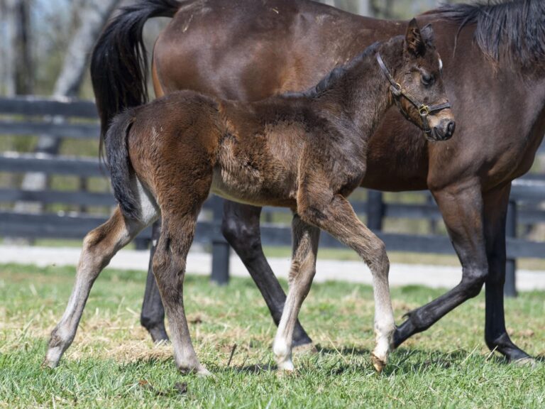 Colt o/o Indy Music at 32 days old | Bred by Dr. Scott Pierce & Dr. Jose Bras | Kendall Wucker photo