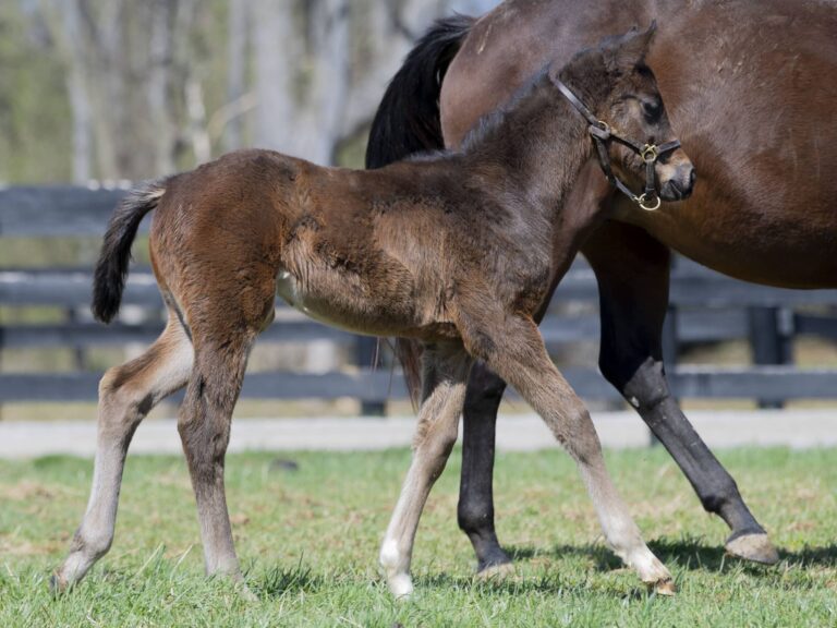 Colt o/o Indy Music at 32 days old | Bred by Dr. Scott Pierce & Dr. Jose Bras | Kendall Wucker photo