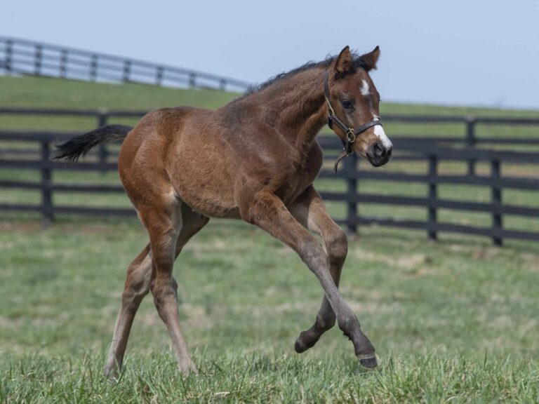Filly o/o My Precious at 37 days old | Bred by Mahoney Eden Manor, Tom Potter & Andrea D'Angelis | Kendall Wucker photo