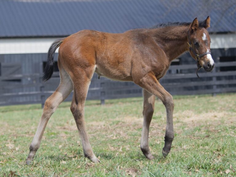 Filly o/o My Precious at 37 days old | Bred by Mahoney Eden Manor, Tom Potter & Andrea D'Angelis | Kendall Wucker photo