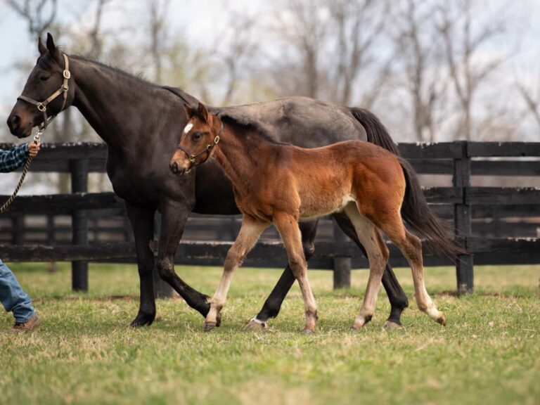 Filly o/o Whistling Straits at 65 days old | Bred by Torie Gladwell & Terri Burns | Kendall Wucker photo