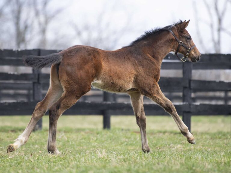 Filly o/o Whistling Straits at 65 days old | Bred by Torie Gladwell & Terri Burns | Kendall Wucker photo