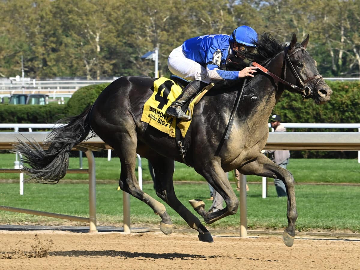 Zandon | 2023 Woodward S. (G2) at Aqueduct | NYRA photo