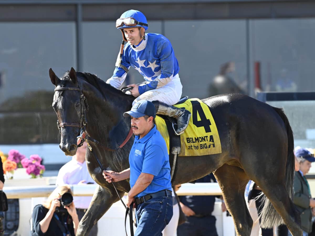 Zandon | 2023 Woodward S. (G2) at Aqueduct | NYRA photo