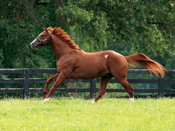 A multiple G1 winner by Gun Runner, Cyberknife holds the 1 1/8-mile track record at Monmouth for his win in the 2022 Haskell-G1