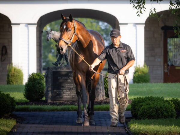 Mo Donegal joined Nyquist as the only classic winners by Uncle Mo at stud | Equisport photo