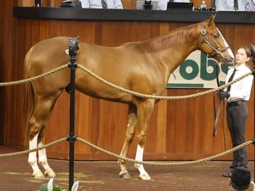 Authentic's $1 million colt, Hip 601, at the 2024 OBS March 2 year old Sale -photo by Z