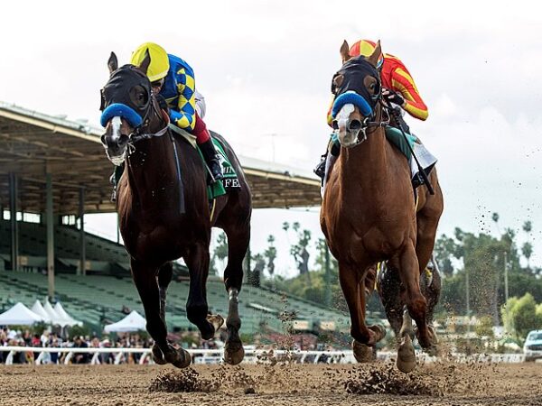 Into Mischief's Imagination (left) and Vino Rosso's Wine Me Up (right) duel to the wire in the San Felipe S. (G2) | Benoit photo