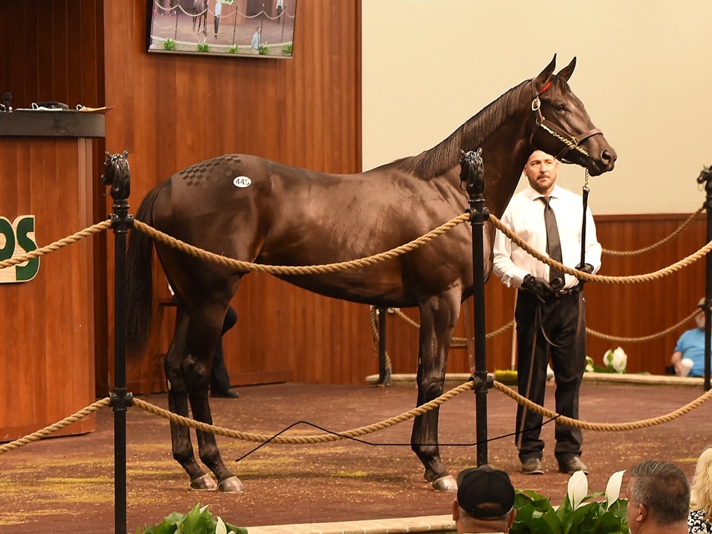 MItole's hip No. 445 in the ring at the 2024 OBS March 2yo sale - Tibor Slazvik photo