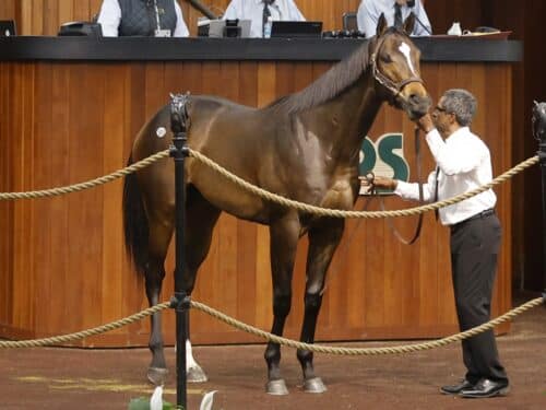 Thousand Words' Hip 588 at the 2024 OBS March 2 year old Sale - photo by Z