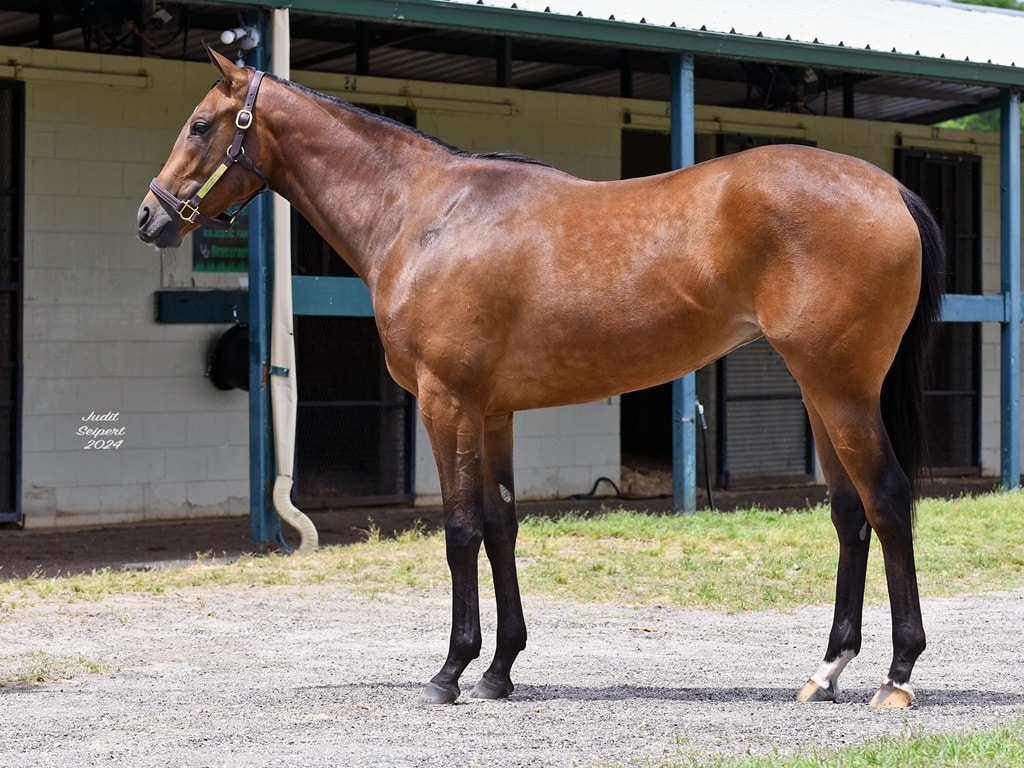 Authentic's hip No. 102 at the 2024 OBS Spring 2yo sale - Judit Seipert photo