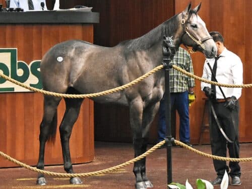 Bolt d'Oro's $450,000 filly in the ring Thursday at the OBS Spring 2yo sale - Judit Seipert